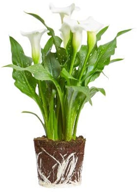 Calla | DECOALIVE | Lirio de Agua | Cala | Flor Mix Color | Planta Natura Exterior e Interior