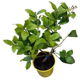 Limonero en Maceta Árbol Natural de 100cm para el Huerto y la Terraza