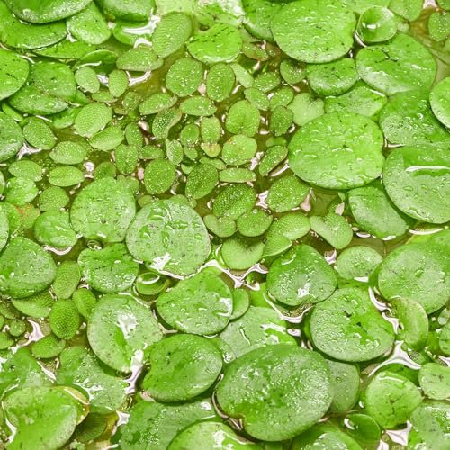 Teichpflanzen Set: Schwimmpflanzen für deinen Gartenteich | Südamerikanischer Froschbiss & Kleinohriger Schwimmfarn (M - 2x in Vitro 5,5cm) Grün