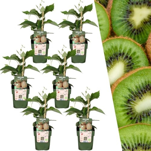 Plants by Frank | 6 Kiwi Pflanzen | 100% Bio Obstpflanzen | Kiwi | Gartenpflanzen | Winterharte Pflanzen Garten | Gartenpflanzen Winterhart
