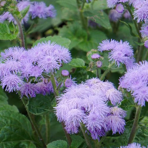 Ageratum 'Blue Mink' Seeds – Soft Powder-Blue Blooms for Borders, Bedding & Containers – Long-Flowering Annual – Compact & Easy to Grow – Loved by Pollinators