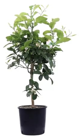 Pianta di Mapo  Citrus × tangelo  pianta innestata in vaso ø 22 cm h 100/120 cm Agrumi di Sicilia, Made in Italy, Vivaio di Castelletto