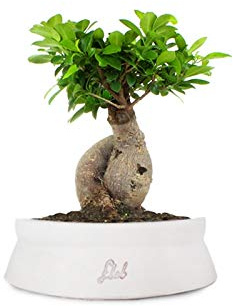 Ficus Ginseng Bonsai Altezza 45 cm, Pianta Vera, Pianta da Interno, Vaso artigianale di Terracotta - Bianco Space