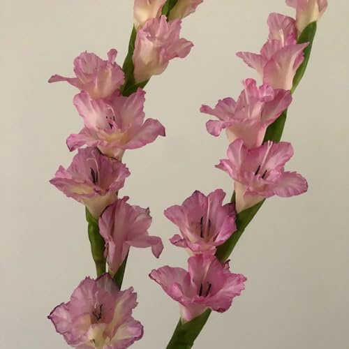 9zwiebeln gladiolen winterharte kübelpflanzen gladiolus blumenzwiebeln blumenstrauß, balkonblumen frühblüher winterharte garten