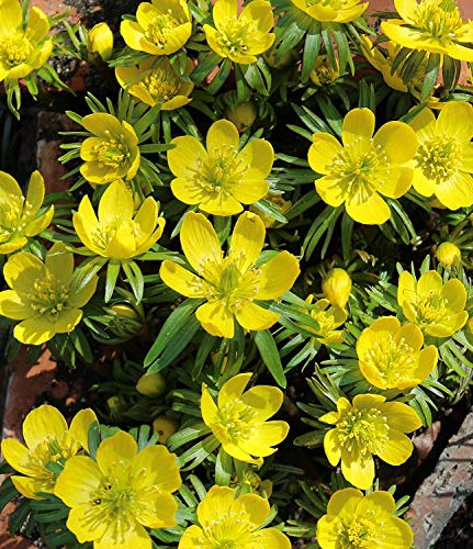 Winterlinge Eranthis Cilicica (50 Blumenzwiebeln)