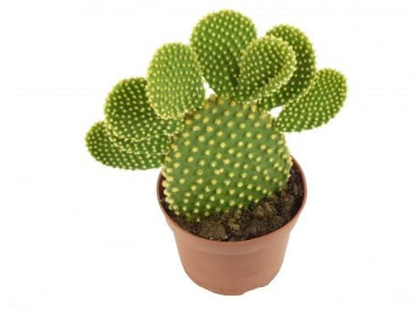 Cactus Alas de Ángel de Interior y Exterior Opuntia Microdasys