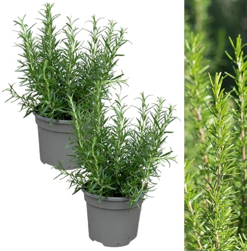 Carbeth Plants - 2 x Rosemary BBQ Herb Plant in 13cm Pot - Fresh Edible Easy to Grow Rosmarinus Officinalis Barbecue - Aromatic Garden Ready Evergreen Herb Shrub to Flavour Your Cooking