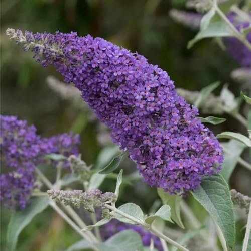 Semi di lillà farfalla, Buddleja lindleyana, giardino, Buddleia, arbusti da resistenti, esotici 400pcs
