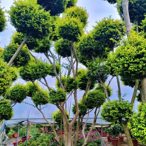 alheña en maceta de balcón Ligustro lucidum resistentes jardines de rocas jardín resistentes Decoraciones jardín raras exterioress 100semillas