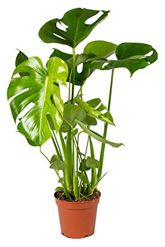 Bloomique - Monstera Deliciosa - Fensterblatt - Zimmerpflanzen - Pflegeleicht - Luftreinigend - Höhe 50-70 cm - Topf 17 cm