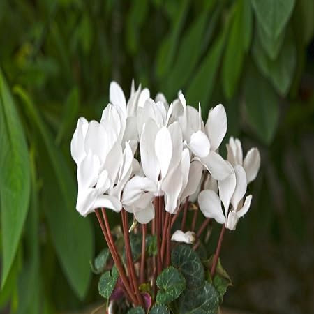 100 graines de fleurs de cyclamen