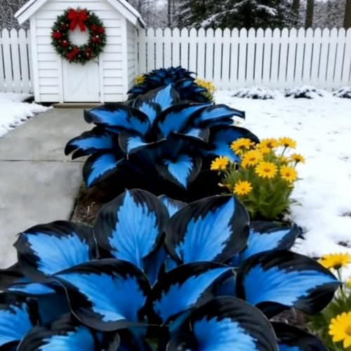 Einfach Zu Kultivierende Funkien-Schmetterling Hosta MehrjäHrig Winterhart-Schön Funkien-Rhizom lange Blütezeit-4 hostazwiebeln-b