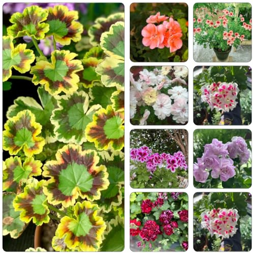 geranio cortadas semillas de exóticas semillas de silvestres perennes resistentes para pleno sol reales bonsái interior jardín 30pcs