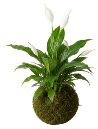 Kokedama de Spathiphyllum Natural | Planta de Interior Viva | Lirio de la Paz con Musgo Artesanal DECOALIVE