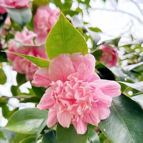 kameliensamen - kamelie schattenpflanzen balkonblumen kamelien hecken sträucher winterhart blühend büropflanzen herbst deko gartendeko für draußen blumensamen gastgeschenk garten 130samen