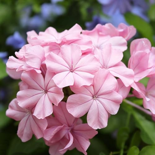 semillas Phlox de alfombra - flox subulata trepadora Cobertura jardín de interior cama elevada jardín rocas 100pcs