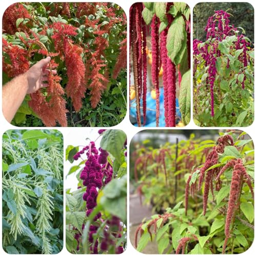 amaranto caudatus - semillas de tapizantes resistentes al invierno semillas silvestres sombra Decoraciones jardines exteriores 225semillas