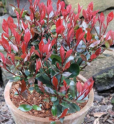 Glanzmispel Little Red Robin 60-80cm - Photinia fraseri - lebende Gartenpflanze aus den Baumschulen