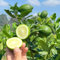 comprar semillas de limonero, plantas trepadoras resistentes semillas para camas elevadas Decoración de jardín para exteriores frutos plantas colgantes fruta columnar fruta fresca 10pcs