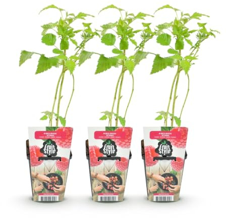 GreenboutiQ - Obstpflanzen - Himbeere - Rubus idaeus Ottawa - Winterhart - 3 Pflanzen - Topf 9 cm - Rote Himbeere