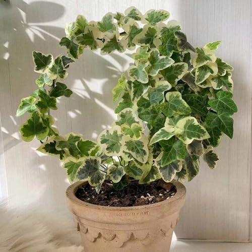 interior con semillas de hiedra - jardín resistente perenne balcón 150pcs
