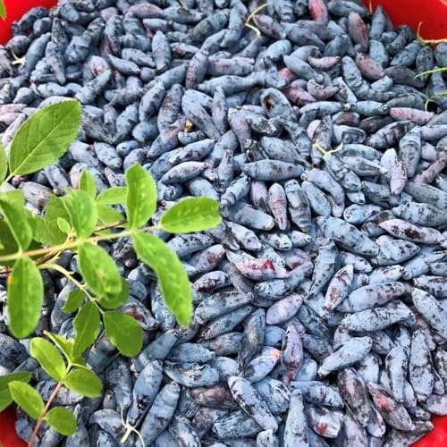 semi di lonicera caerulea da giardino resistenti perenni Mirtillo siberiano fresca, balcone giardino resistente 100pcs