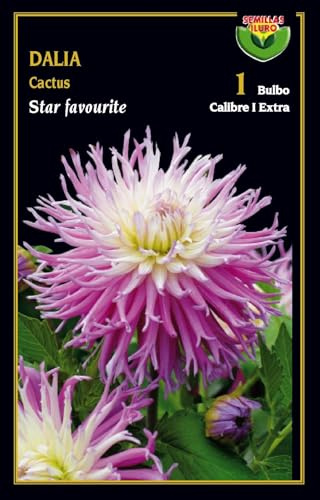 Bulbo de flor dalia cactus Star Favourite 1 unidad calibre extra - Semillas Iluro