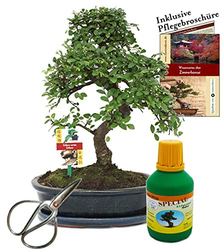 Bonsai Chin. Ulme Ulmus parvifolia ca. 10 Jahre 25cm Schale Geschenk-Set mit Schere und Dünger