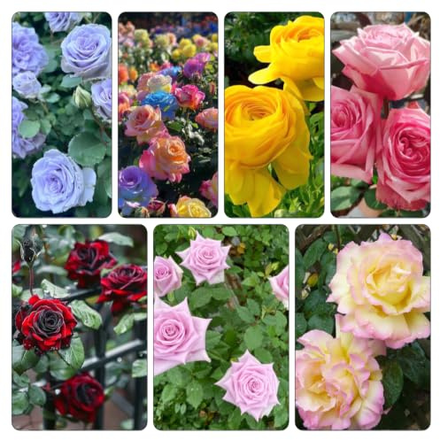 balkonblumen Rosenzwiebel Rosenrhizom 5zwiebeln Dekoration Seltene
