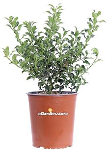 Pianta di Agrifoglio Alaska Pianta di Ilex Aquifolium Alaska pianta da esterno pianta ornamental di Agrifoglio pianta con bacche rosse pianta di Agrifoglio in vaso pianta vera venduta da eGarden.store