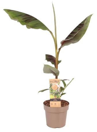 Winterharte Banane Musa sikkimensis 'Ever Red' 40-60 cm Exotische Zierbanane mit Roten Blättern – Pflegeleichte Pflanzen für Garten & Terrasse