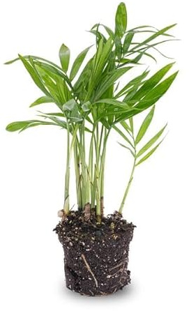 Salonpalme – Chamaedorea elegans 'baby' – Zimmerpflanze – Terrarienpflanze – Ø6 cm – Pflegeleicht & luftreinigend – Helles Plätzchen ohne direkte Sonne