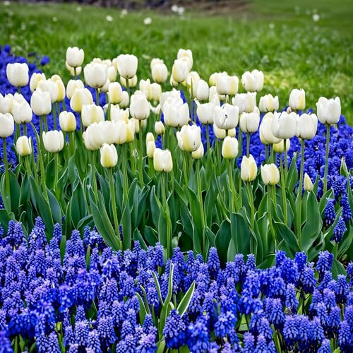 Delft Blue Collection Blomlökar – Vit Tulpan/Blå Muscari – Härdiga, Fleråriga, Holländska Växter För Krukor, Bårder Och Vårarrangemang – Blomlökar – 6 Blomsterlökar