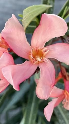 Pianta di Nerium Oleander Tito Poggi Fiore Salmone in Vaso da 18cm