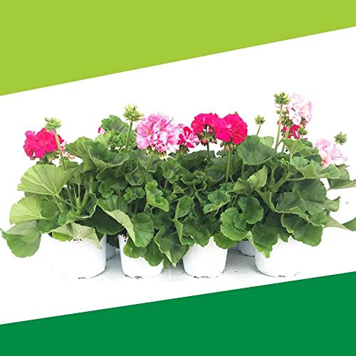 Geranios con Flor - Pack 6 Unidades - Flores Naturales - Plantas Vivas para Terraza y Jardín - Muy Resistentes