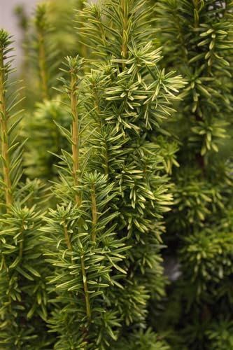 Taxus media 'Stefania' 80–100 cm – Immergrün – Winterhart – Pflegeleicht – Hybrid-Eibe – Heckenpflanze für Garten & Sichtschutz