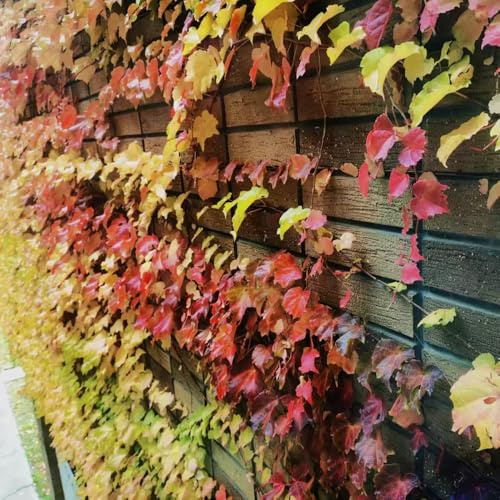 Wilder Wein zimmerbonsai bonsai deko büro pflanzendeko pflanzenkübel kräutergarten küche dekopflanzen kräutersamen büropflanzen topfpflanzen draußen winterhart kräuterpflanzen 50samen