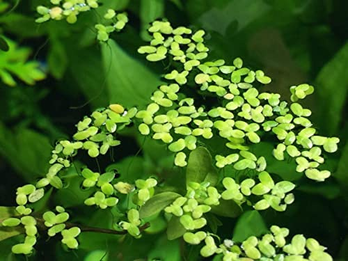 Aquatic Arts Duckweed Live Plant for Aquarium (250+ Pods) | Floating Aquarium Plants Live/Floating Pond Plants Live | Aquatic Plants for Aquaponic Fish Tank | Live Duckweed Aquarium Plant Bundle