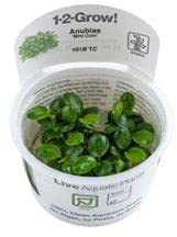 Anubias barteri 'Mini Coin' InVitro