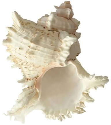 Coquilles de mer Coquilles de mer mixtes, Coquillages for l'artisanat Artificiels Paysages nautiques côtiers méditerranéens Coquillages Ornements naturels Conque de mer
