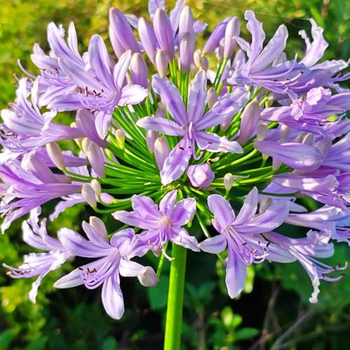 semillas de agapanto, semillas raras silvestreotoño mariposas cortadas variedades antiguas interior balcón 180pcs