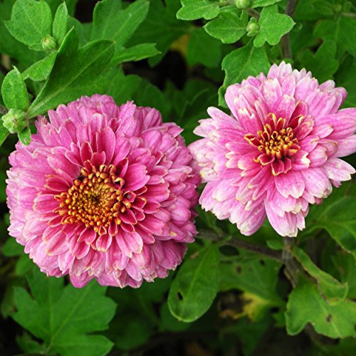 Chrysanthemum Indicum-Hybr. 'Anastasia' - Winteraster, Herbst-Chrysantheme, im 0,5 Liter Topf, violettrosa blühend