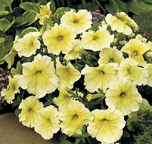 Viridis Hortus - Petunia Prism Sunshine 25 Pelleted Flower Seeds