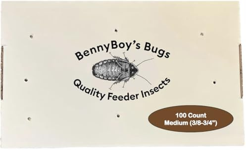 BENNYBOY'S BUGS 100 Medium Dubia Roaches (3/8”–3/4”) – Live Feeder Insects for Bearded Dragons, Reptiles & Amphibians – Gut Loaded