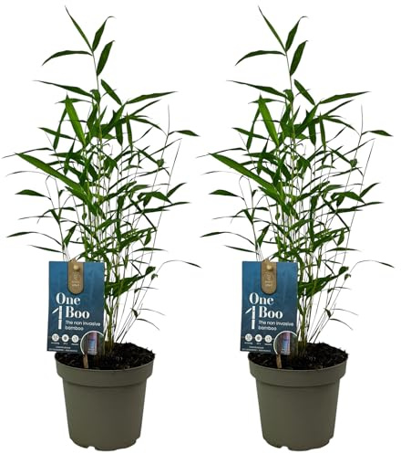 Lot de 2 Bambous Fargesia Papyrifera Blue Dragon – Bambou Non Traçant Persistant – Haie Brise-Vue en Pot – Cannes Bleues pour Jardin et Terrasse (40-50 cm avec Pot 14cm)