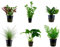 Tropica Einsteiger Set mit 6 einfachen Topf Pflanzen Aquariumpflanzenset Nr.3 Wasserpflanzen Aquarium Aquariumpflanzen