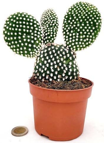 POWERS TO FLOWERS - FICO D'INDIA, OPUNTIA COMPATTA A SPINA BIANCA, VASO 9CM DIAMETRO, piante vere