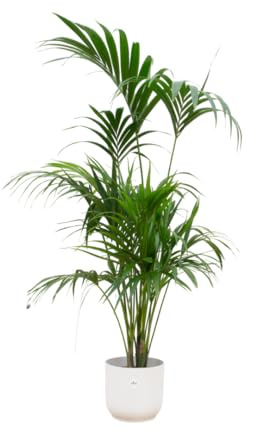 Kentia palm einschließlich Vibes Fold Round weiß - 170-180cm - Ø30cm - Zimmerpflanze - Komplett-Set - Pflanze mit Topf