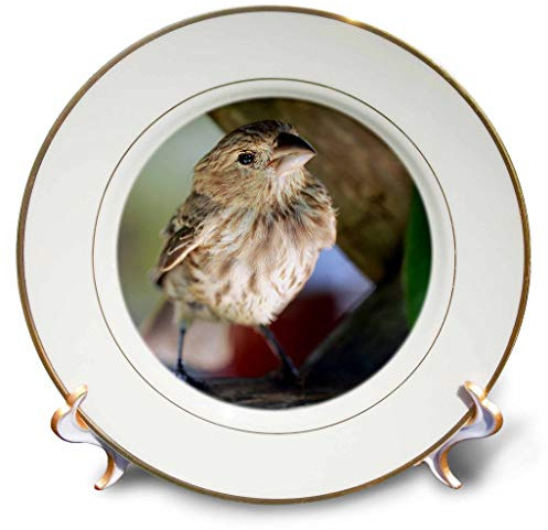 3dRose Macro photograph of a house finch on wooden lattice. 8 inch Porcelain Plate