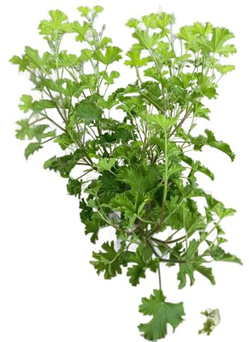 Geranio Citronela en Maceta – Planta de Exterior con Aroma Fresco y Protección Natural